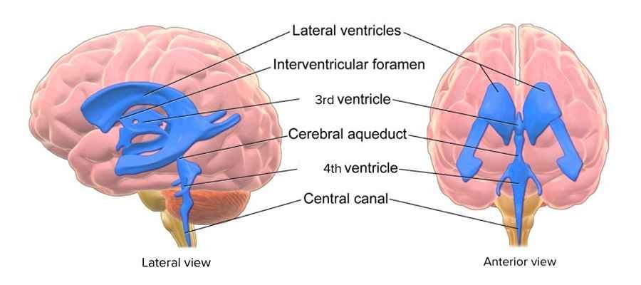 Cerebrospinal Fluid - ventricular system 