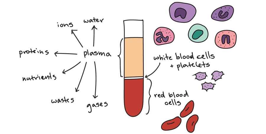components of blood,jpg