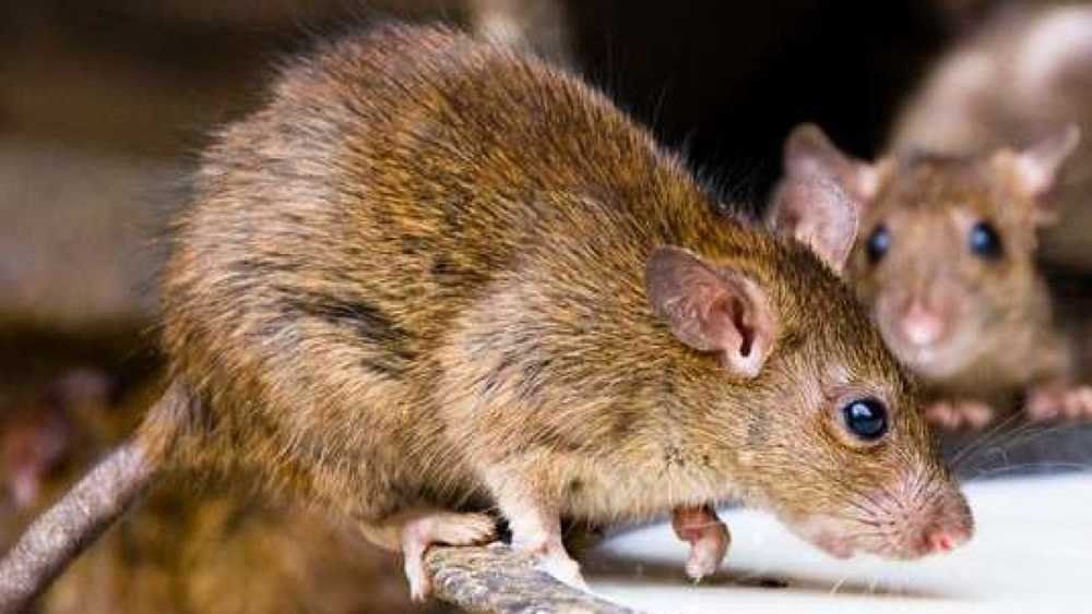 Picture of the multimmate rat (Mastomys natalensis)