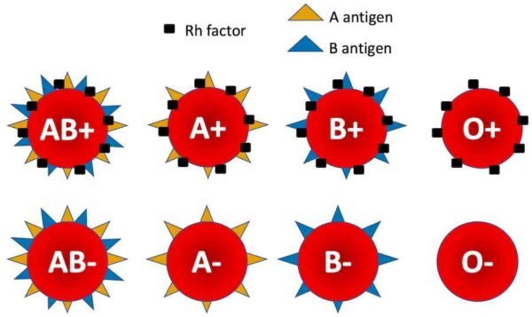 ABO & rhésus blood groups: Compatibility and transfusion (2024 ...