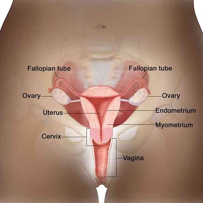 Diagram of female reproductive system