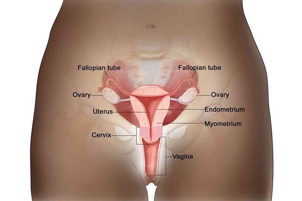 Diagram of female reproductive system